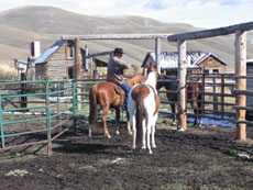 Convoyage de chevaux dans l'état de l'Idaho aux USA